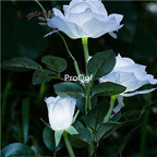 19usd Ngryise 2000Pcs A Set white rose seed