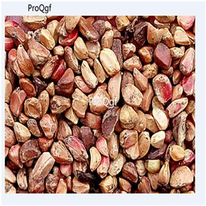 19usd Ngryise 2000Pcs A Set white rose seed