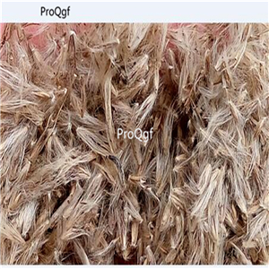 19usd Ngryise 8000Pcs A Set Lagurus Ovatus  Rabbit Tail Grass  seed