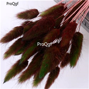 19usd Ngryise hot 8000Pcs A Set Lagurus Ovatus  Rabbit Tail Grass