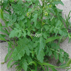 19usd Ngryise 3000Pcs A Set Thlaspi arvense seed
