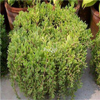 25usd Ngryise 10Pcs A Set Sedum sarmentosum plant