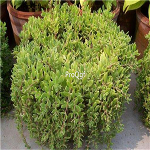 25usd Ngryise 10Pcs A Set Sedum sarmentosum plant