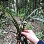 25usd Ngryise 10Pcs A Set Reineckia carnea plant