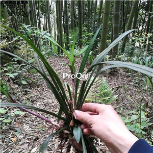25usd Ngryise 10Pcs A Set Reineckia carnea plant
