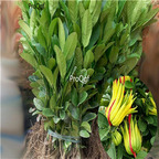 25usd Ngryise 3Pcs A Set Sechium edule plant