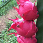 39usd Ngryise 3Pcs A Set dragon fruit plant