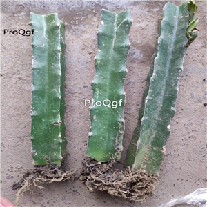 39usd Ngryise 3Pcs A Set dragon fruit plant