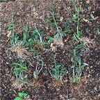 29usd ngryise 10pcs Dendrobium officinale Kimura plant