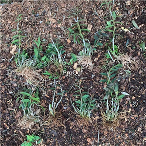 29usd ngryise 10pcs Dendrobium officinale Kimura plant