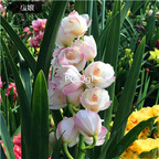 25usd Ngryise 5Pcs A Set orchid plant