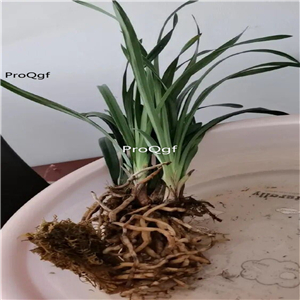 25usd Ngryise 5Pcs A Set orchid plant