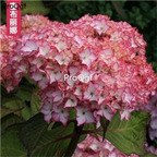 25usd Ngryise 5Pcs A Set hydrangea plant