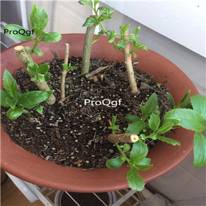 25usd Ngryise 5Pcs A Set hydrangea plant