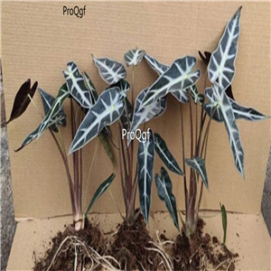 19usd Ngryise 3Pcs A Set Calathea veitchiana Veitch plant