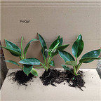19USD Ngryise 3Pcs A Set Philodendron congo PLANT