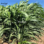 19usd Ngryise 5000Pcs A Set Sorghum dochna seed