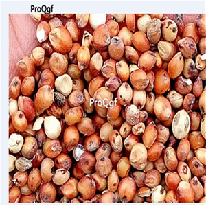 19usd Ngryise 5000Pcs A Set Sorghum dochna seed