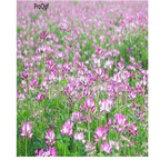 19usd Ngryise 5000Pcs A Set Astragalus sinicus eryuelan seed