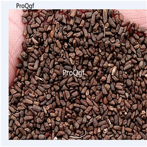 19usd Ngryise 5000Pcs A Set Astragalus sinicus eryuelan seed