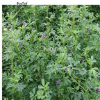 19usd Ngryise 5000Pcs A Set Medicago sativa seed