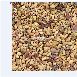 19usd Ngryise 5000Pcs A Set Medicago sativa seed