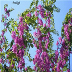 19usd Ngryise 500Pcs A Set Amorpha fruticosa seed