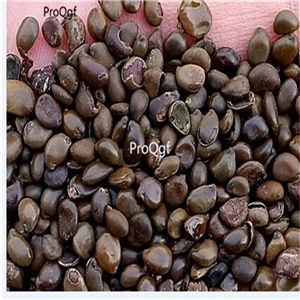19usd Ngryise 500Pcs A Set Amorpha fruticosa seed