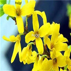 19usd Ngryise 2000Pcs A Set   Forsythia suspensa  seed