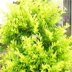 19usd Ngryise 5000Pcs A Set Durantarepens seed