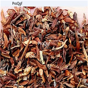 19usd Ngryise 5000Pcs A Set Durantarepens seed