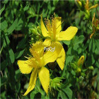 19usd Ngryise 2000Pcs A Set    Hypericum erectum  seed