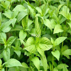 19usd Ngryise 8000Pcs A Set Nepeta cataria  seed
