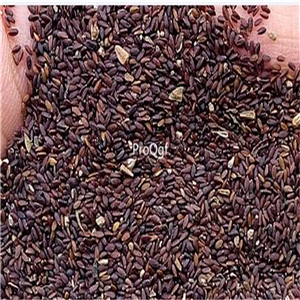 19usd Ngryise 8000Pcs A Set Nepeta cataria  seed