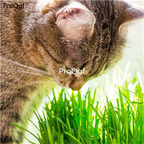 19usd Ngryise 30000Pcs A Set Cats Grass seed