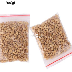 19usd Ngryise 30000Pcs A Set Cats Grass seed