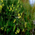 19usd ngryise 8000pcs Bupleurum scorzonerifolium seed