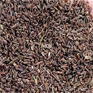 19usd ngryise 8000pcs Bupleurum scorzonerifolium seed