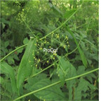 19usd Ngryise 3000Pcs A Set Common Goldenrop seed