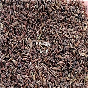 19usd Ngryise 3000Pcs A Set Common Goldenrop seed