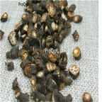 19usd ngryise 3000pcs Bupleurum smithii Wolff  seed