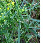 19usd ngryise 3000pcs Bupleurum marginatum seed