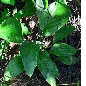 19usd ngryise 3000pcs Bupleurum longiradiatum seed
