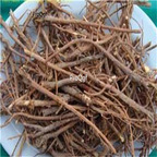 19usd ngryise 3000pcs Bupleurum yinchowense seed