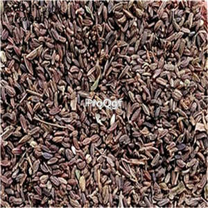 19usd ngryise 3000pcs Bupleurum yinchowense seed