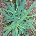 19usd ngryise 3000pcs Bupleurum komarovianum seed