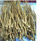 19usd ngryise 3000pcs Bupleurum triradiatum seed
