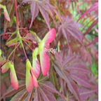 19usd ngryise 3000pcs Bupleurum alatum seed