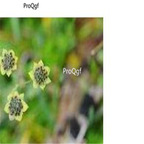 19usd ngryise 3000pcs Bupleurum commelynoideum seed
