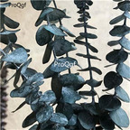 19usd ngryise 30000pcs Eucalyptus regnans  seed